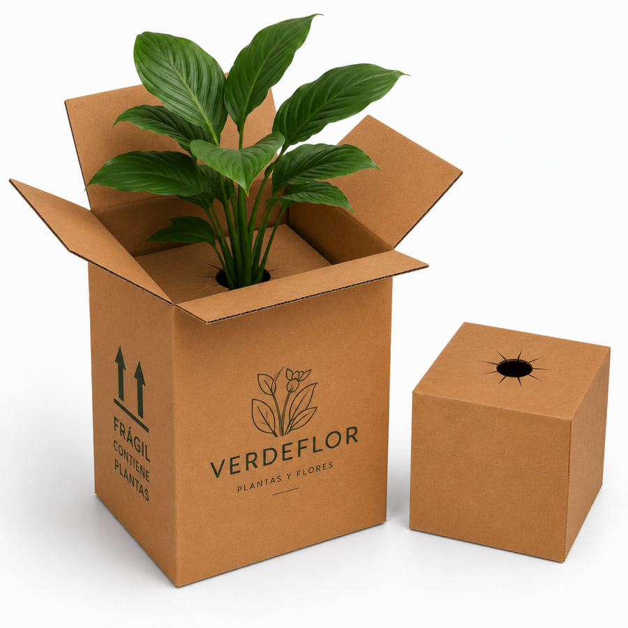 Caja para Plantas con Soporte Interior 30x30x50 cm Caja para plantas con soporte interior de cartón y planta ornamental durante el transporte